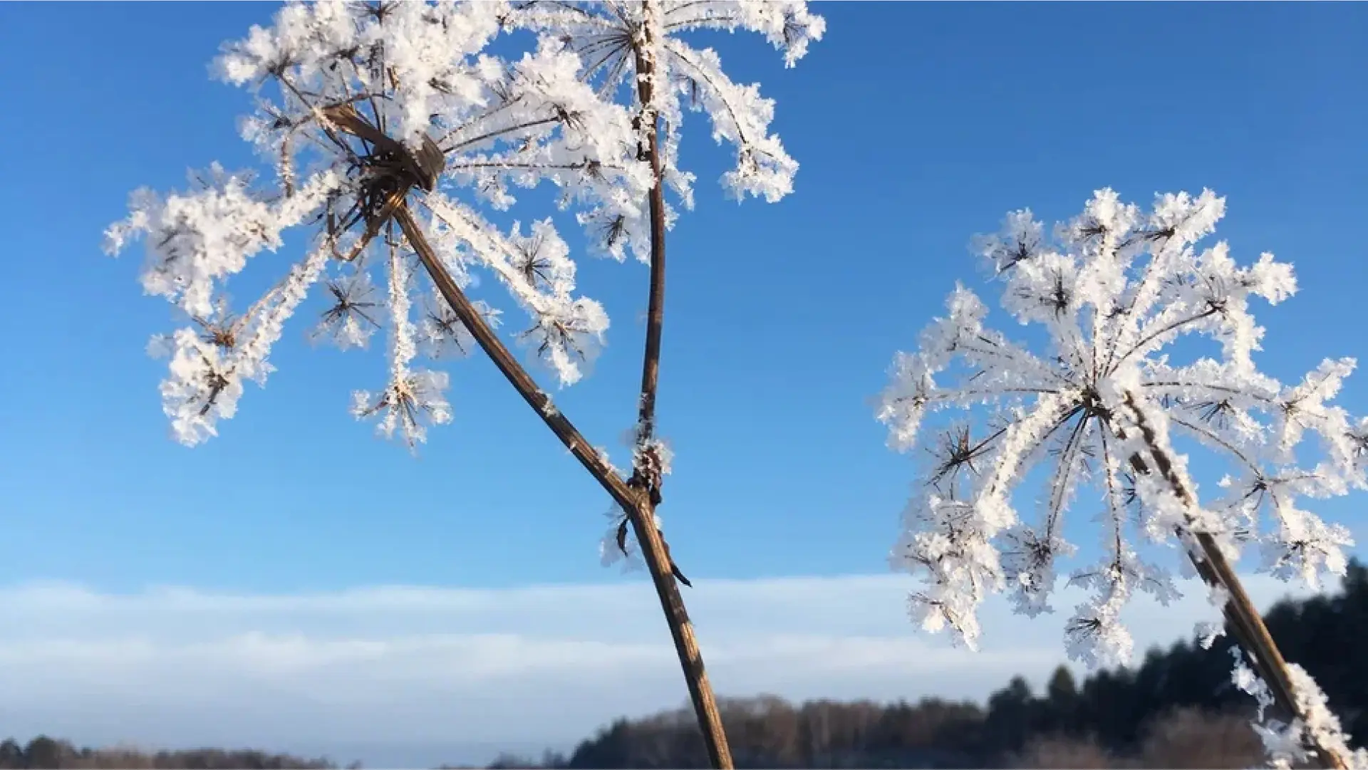 Поле с одуванчиками