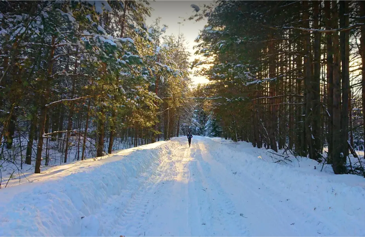 Поле с одуванчиками