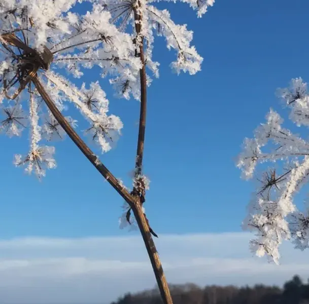Dandelion in the field