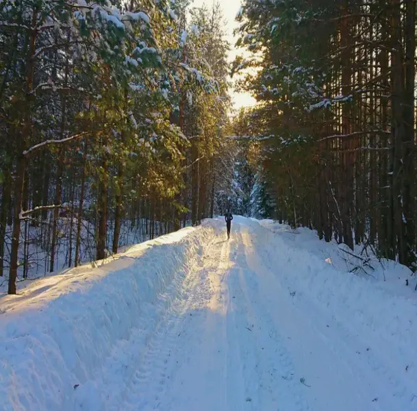 Dandelion in the field
