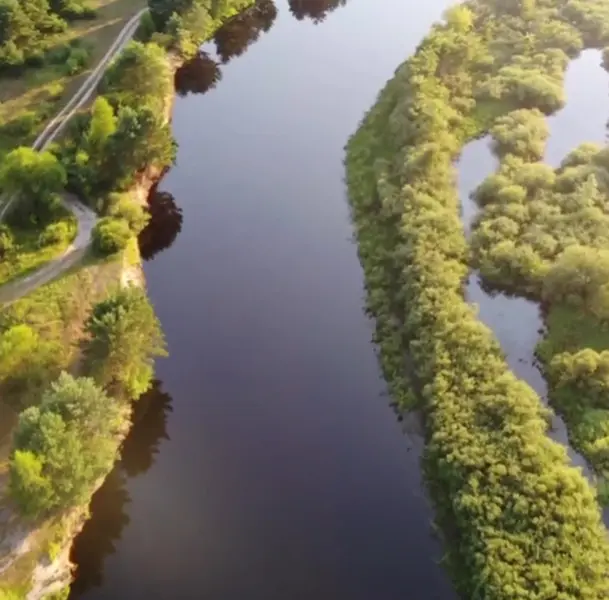 Dandelion in the field
